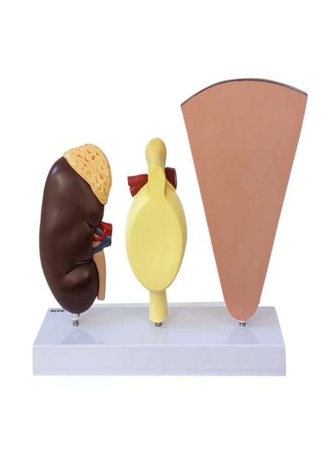 Axis Scientific Kidney Model with Nephrons and Glomerulus - Enlarged Nephrons and Glomerulus - Perfect for Anatomy Students, Urologists, Patient Consultation - Includes Full Color Study Guide - Image 3